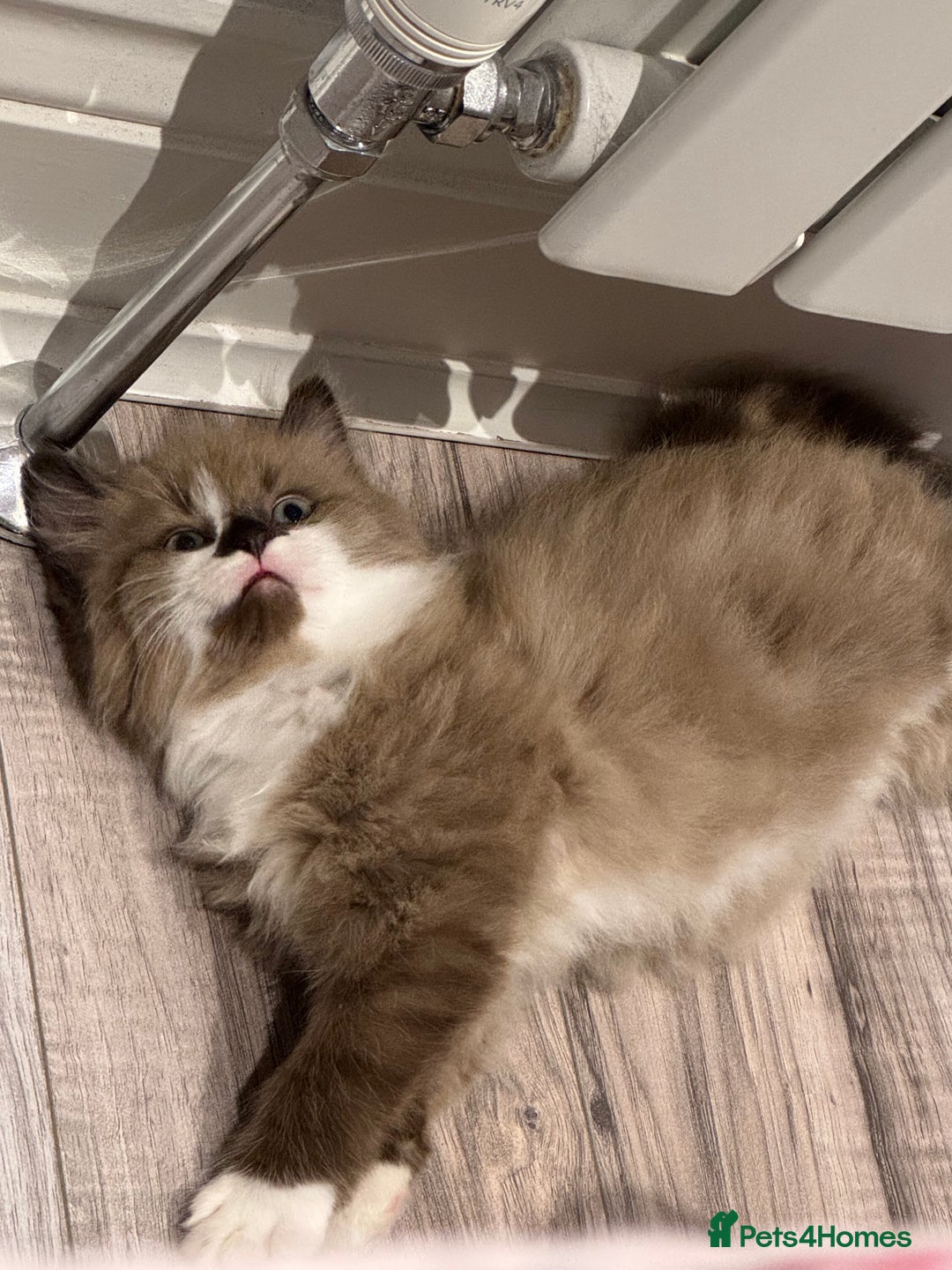 Mixed Breed cats for sale: Loved Kitten Looking for a Forever Home - Advert 2