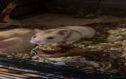 Hamster rodents for sale: Syrian male hamster  - Image 1