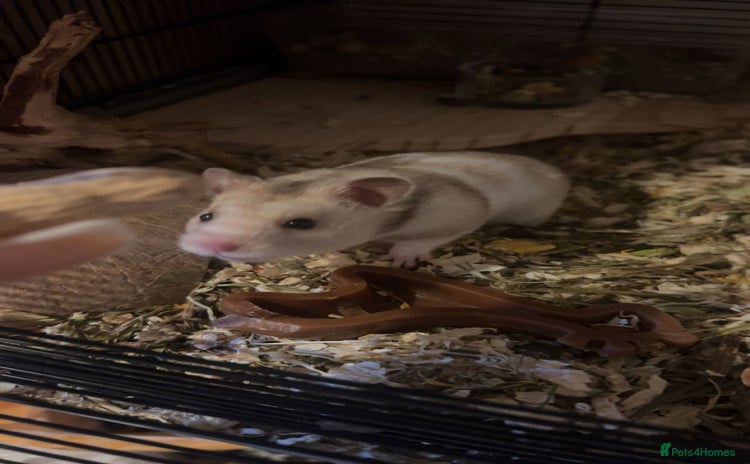 Hamster rodents - Advert 5