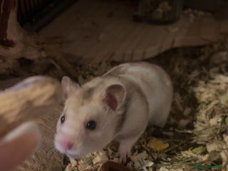 Hamster rodents - Advert 8