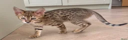 Savannah cats for sale: TICA F3 Savannah Kittens - Luxe Cat co. in Blackpool - Advert 15