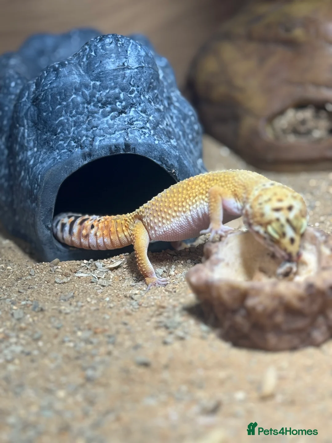 Gecko reptiles for sale: Stunning Morph Geko with setup  - Advert 6