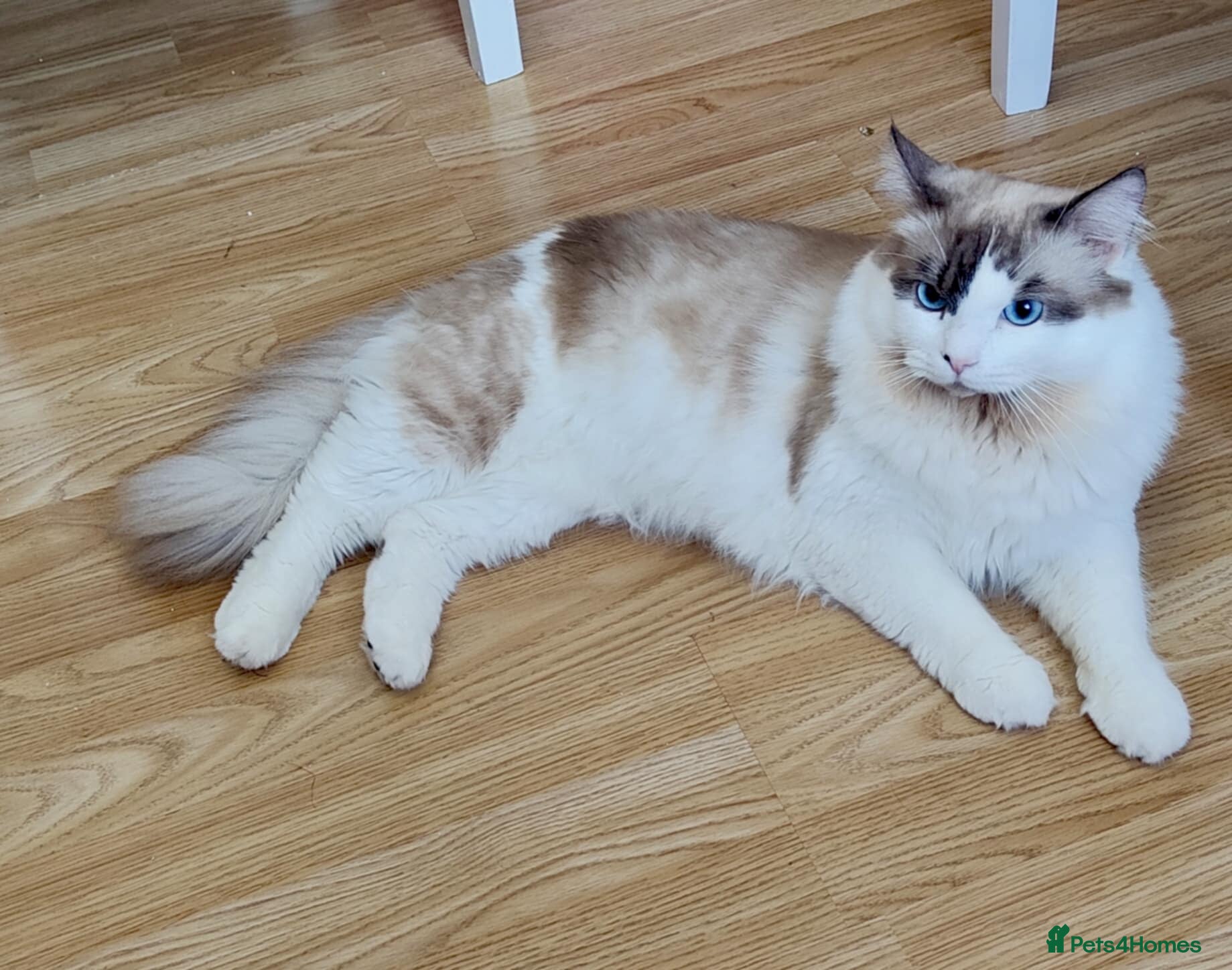 Ragdoll cats ✨ Ragdoll Stud Available – 1.5 Years Old ✨ - Advert 3