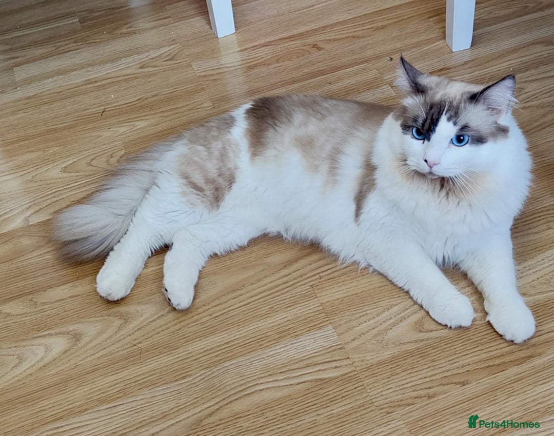 Ragdoll cats for stud: ✨ Ragdoll Stud Available – 1.5 Years Old ✨ - Advert 1
