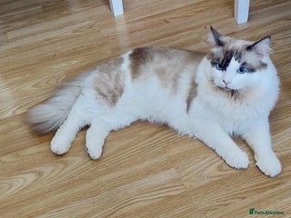 Ragdoll cats ✨ Ragdoll Stud Available – 1.5 Years Old ✨ - Advert 2