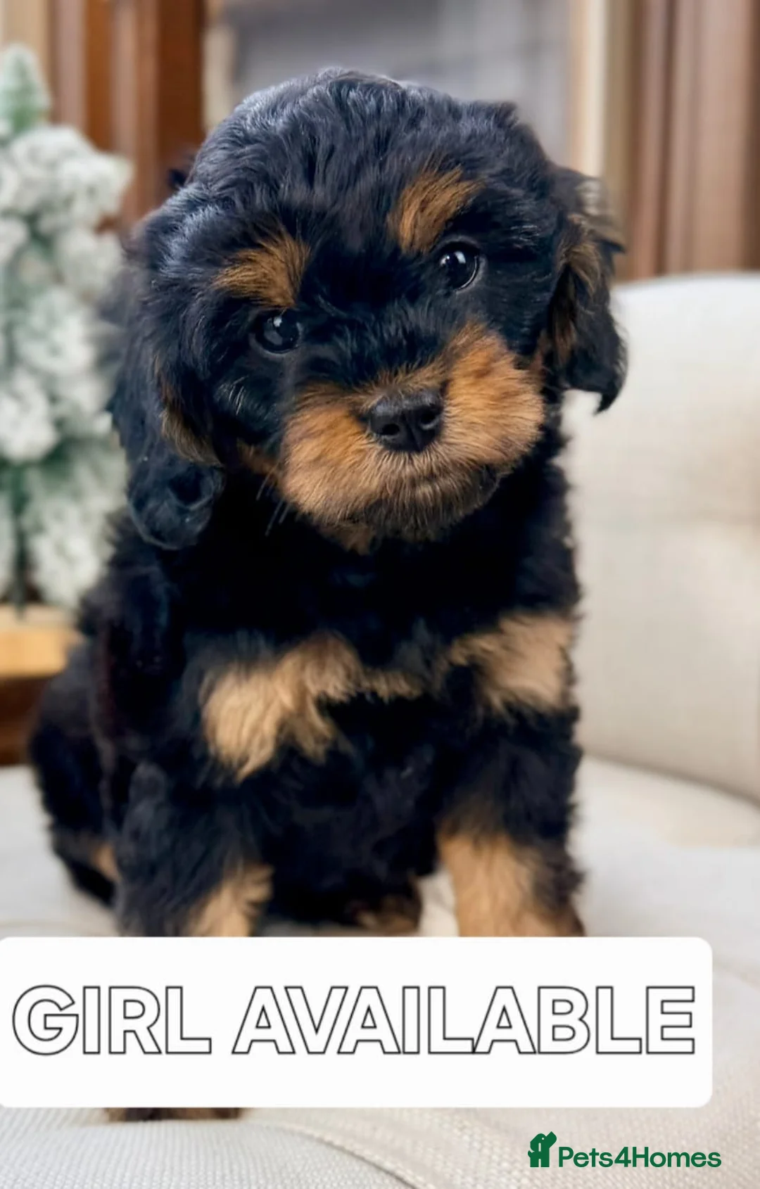 Cavapoo dogs for sale: Stunning f1b cavapoo puppies - Advert 2