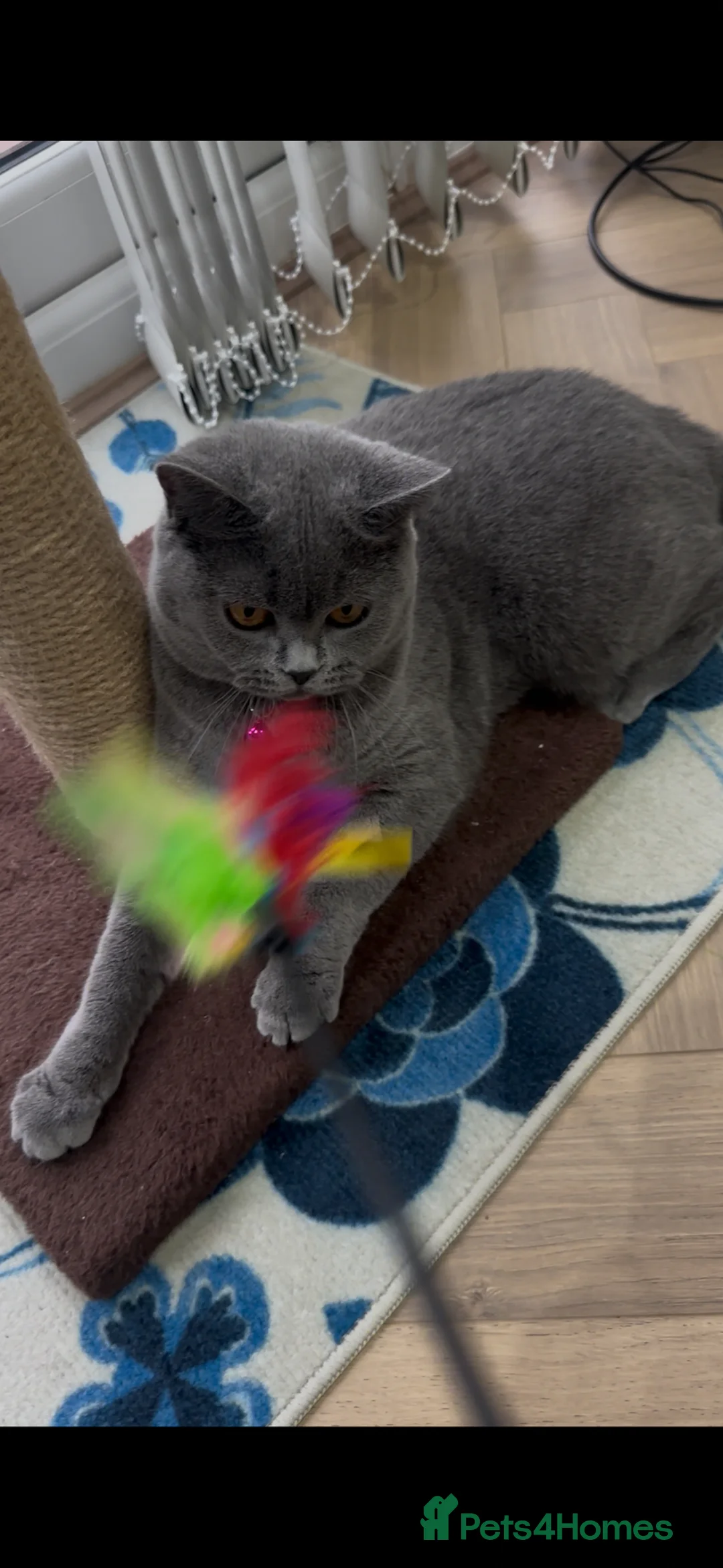 British Shorthair cats for sale: British short hair - Advert 2