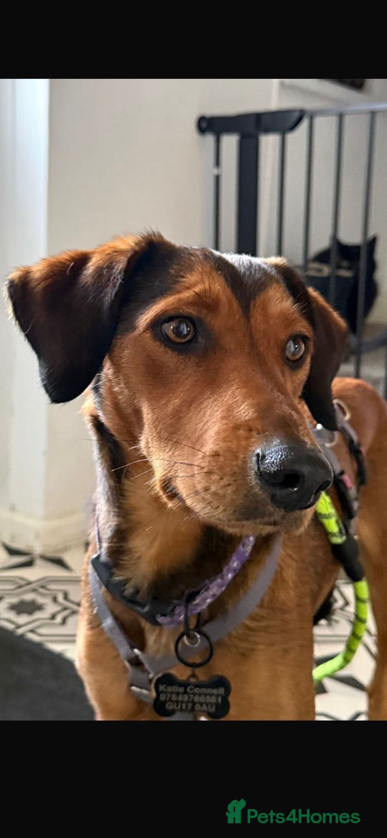 Mixed Breed dogs Dahlia needs her family - Advert 1