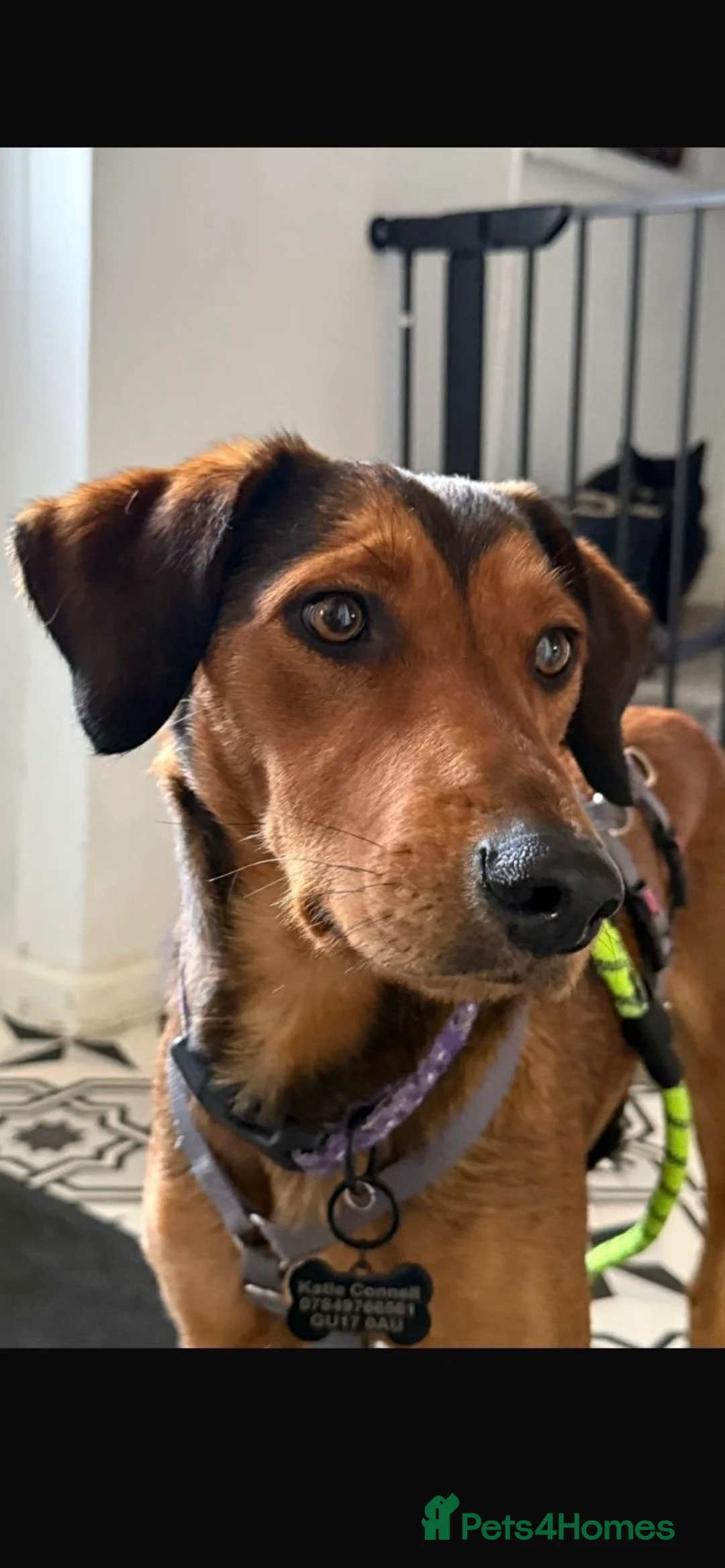 Mixed Breed dogs for sale: Dahlia needs her family - Advert 1