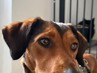 Mixed Breed dogs Dahlia needs her family - Advert 1