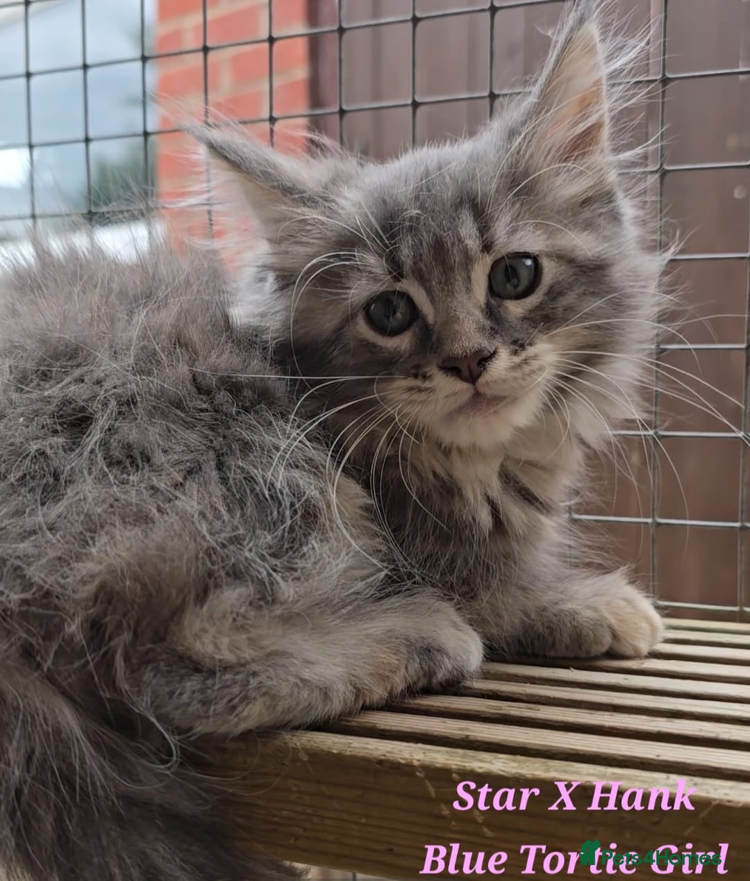 Maine Coon cats for sale: VARIOUS FULL PEDIGREE MAINE COON KITTENS FOR SALE in Rotherham - Image 12