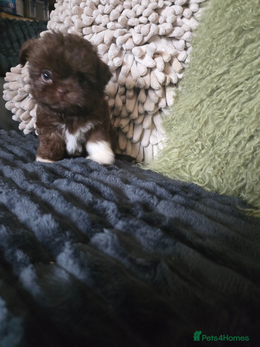 Mixed Breed dogs for sale: Stunning chocolate Shihtzu x Chihuahua Pups  - Advert 8