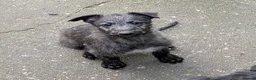 Deerhound dogs for sale: Scottish Deerhound Puppies  - Advert 11