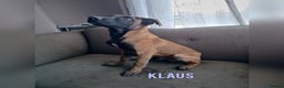 Belgian Shepherd Dog dogs for sale: Belgian Malinois Puppies – 4 Months Old - Advert 5