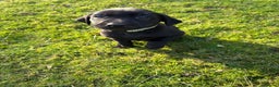 Labrador Retriever dogs for sale: Ready to leave now 3 gorgeous males pups left  - Advert 28