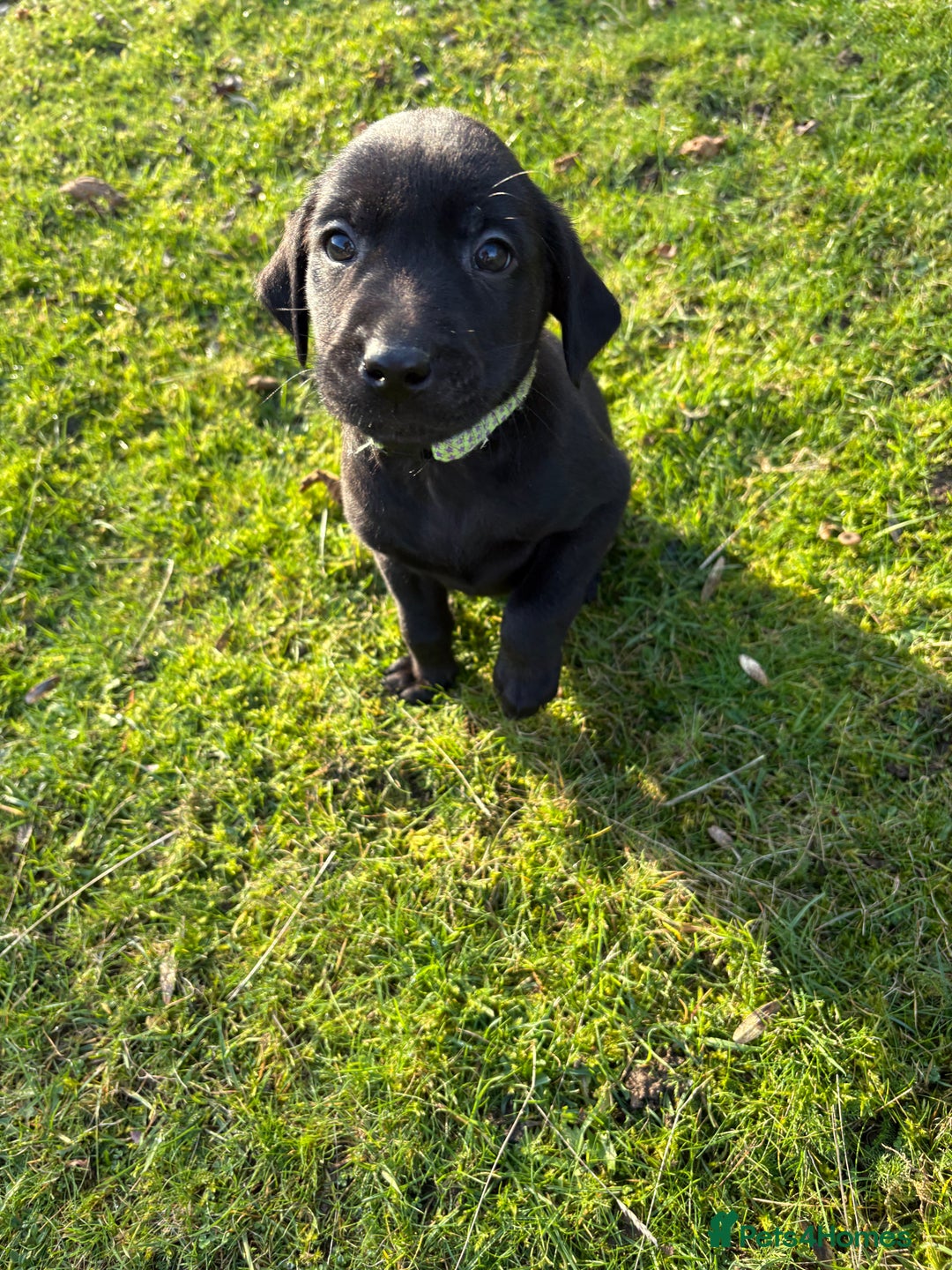 Labrador Retriever dogs for sale: Ready to leave now 3 gorgeous males pups left  - Advert 28