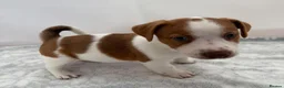 Jack Russell dogs for sale: Bred From Health Tested Parents - Advert 4