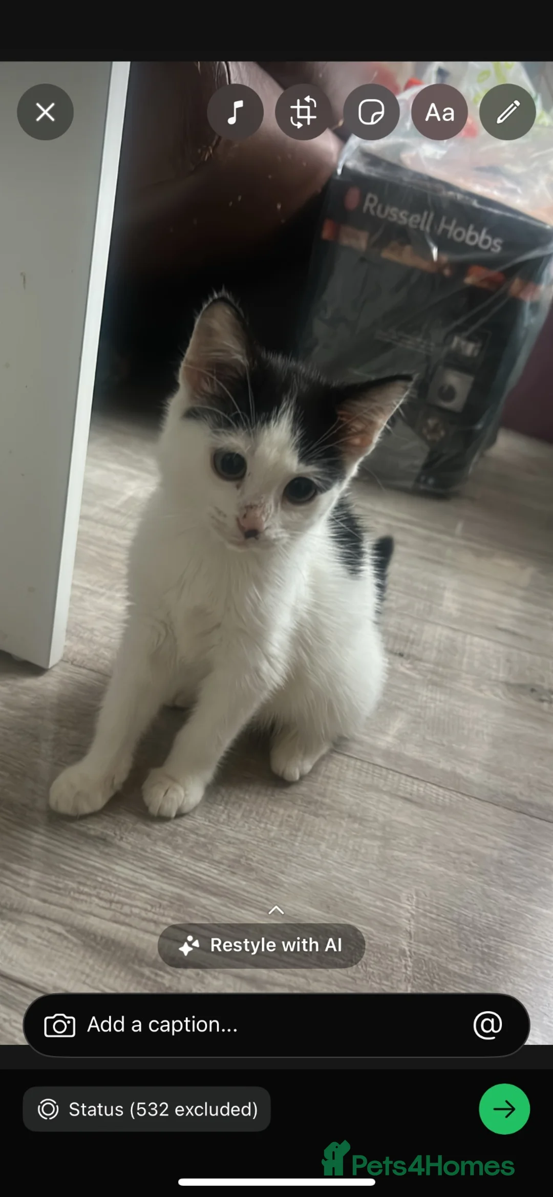 Mixed Breed cats for sale: New home  - Advert 1