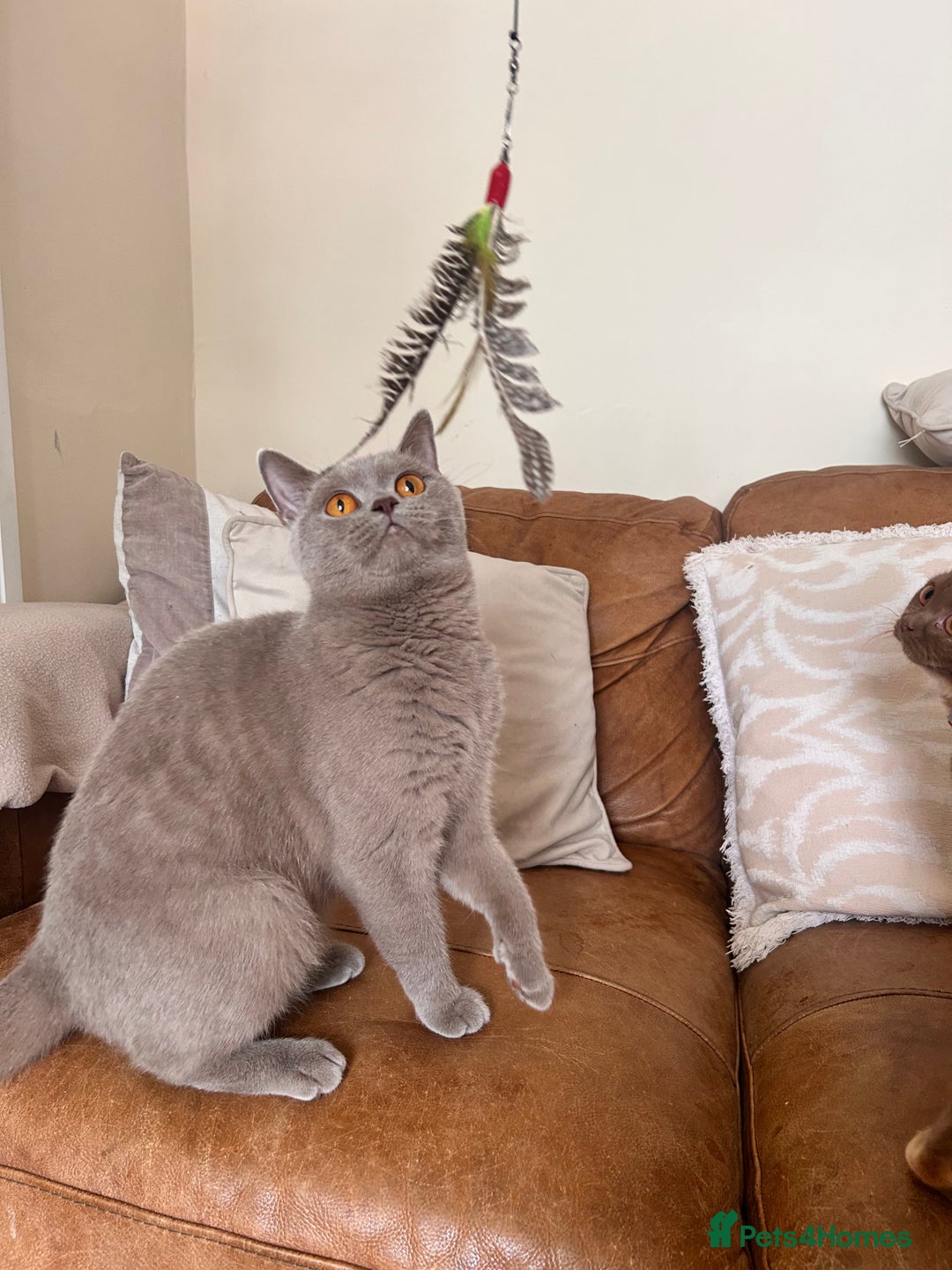 British Shorthair cats for sale: GCCF Reg Lilac BSH  - Advert 3