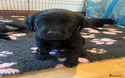 Labrador Retriever dogs for sale: 10 Beautiful black Labrador puppies - Image 27