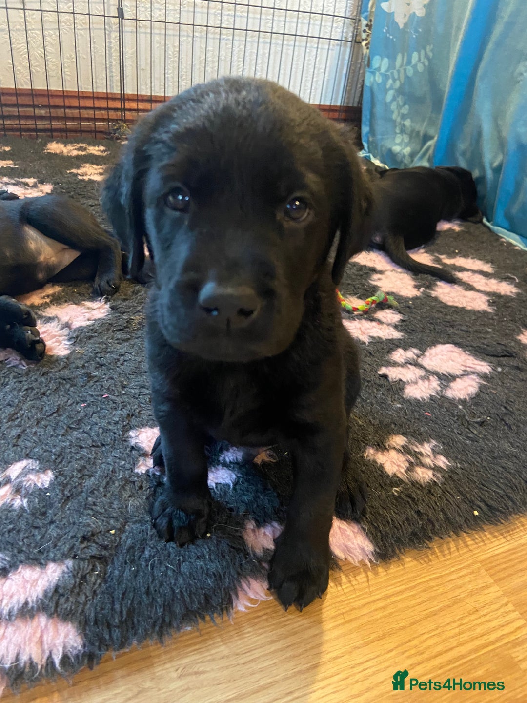 Labrador Retriever dogs for sale: 10 Beautiful black Labrador puppies - Image 27