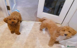 Toy Poodle dogs for sale: Astonishing TOY POODLES!!! - Image 4