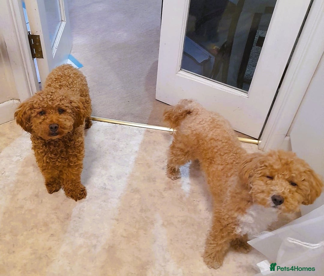 Toy Poodle dogs for sale: Astonishing TOY POODLES!!! - Image 4