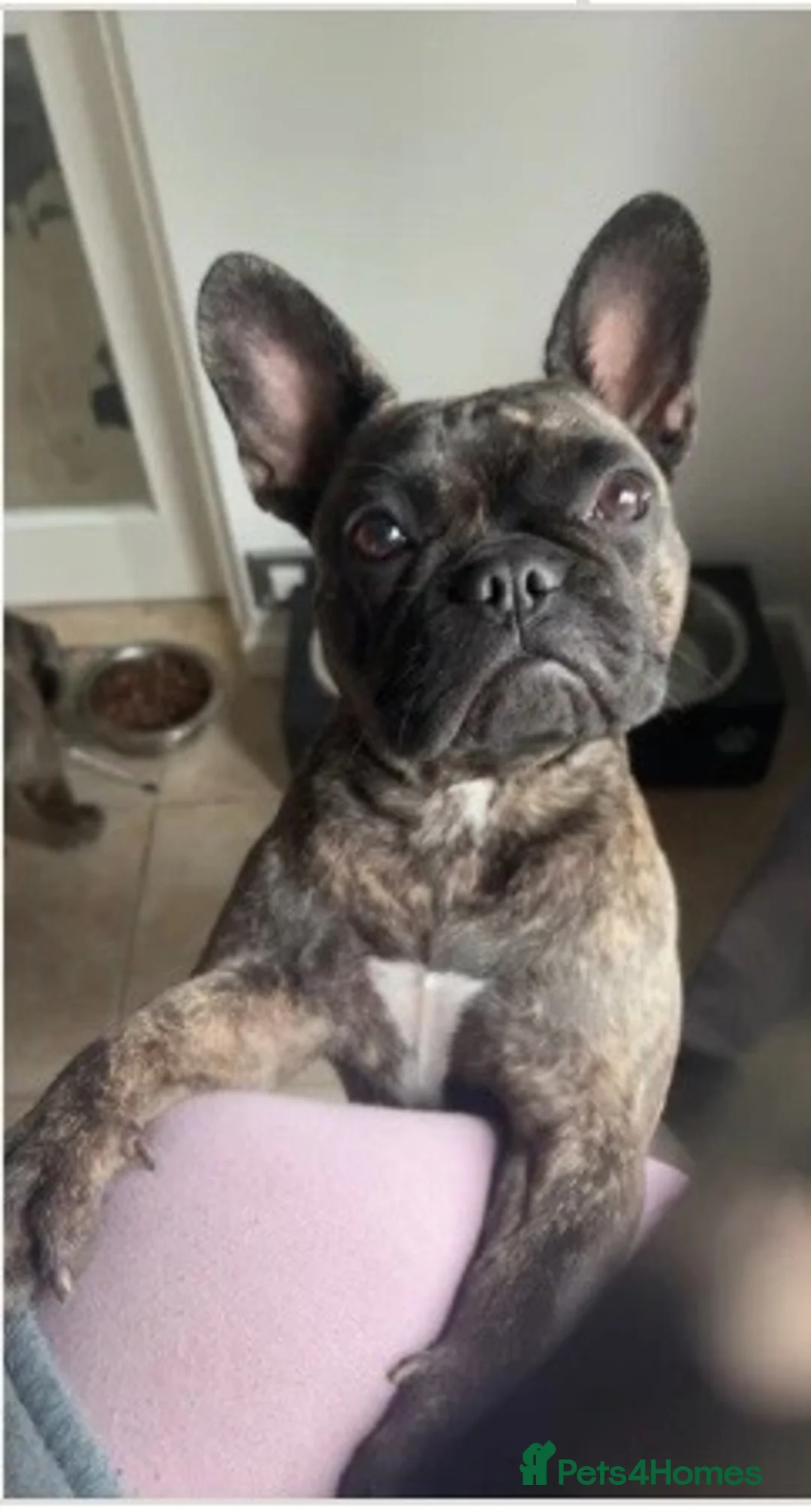 French Bulldog dogs for sale: 2 year old French bulldog  in Sandown - Advert 1