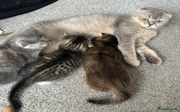 Scottish Fold cats for sale: 3 Scottish folds  in Uckfield - Image 7