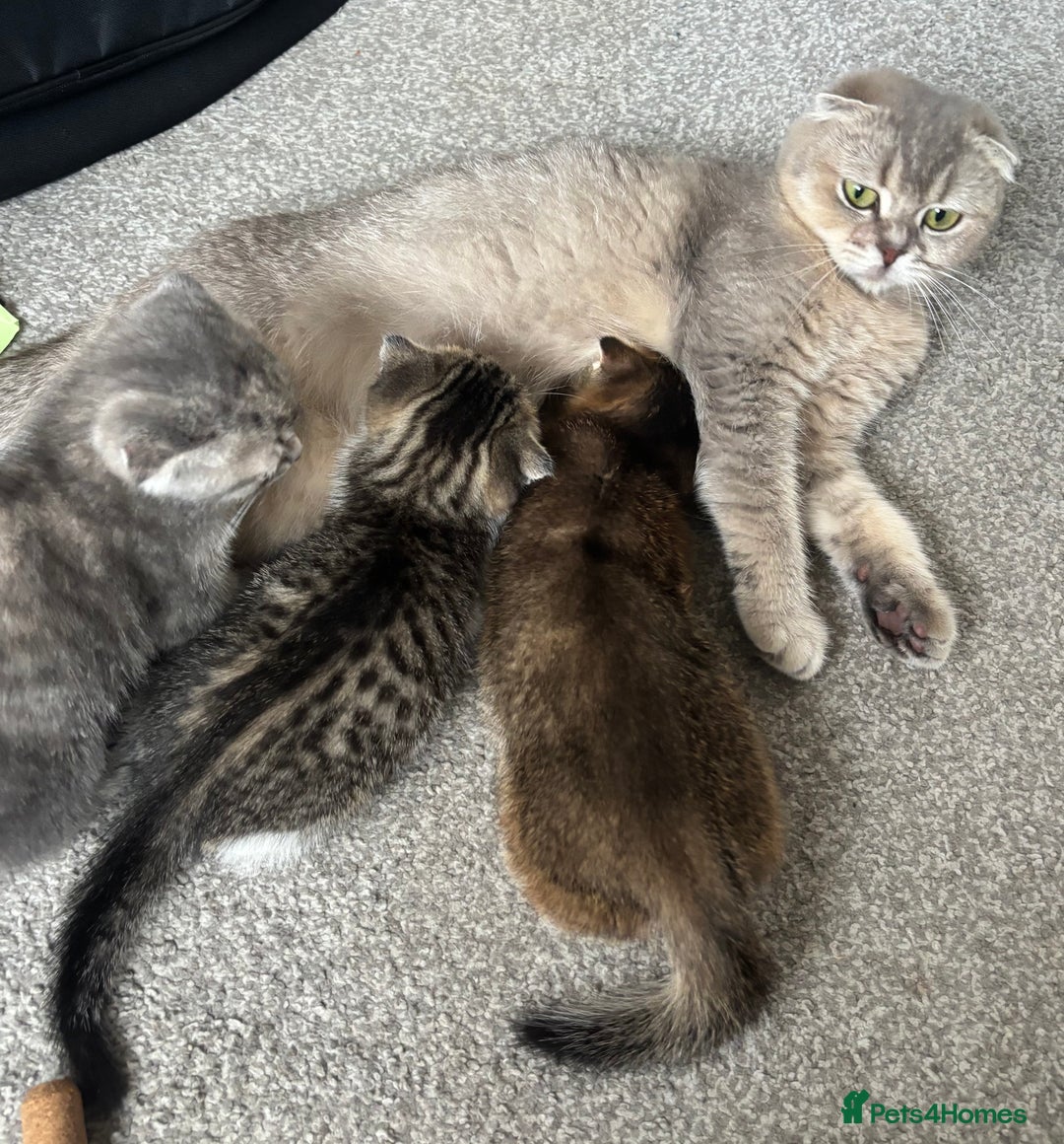 Scottish Fold cats for sale: 3 Scottish folds  in Uckfield - Image 7