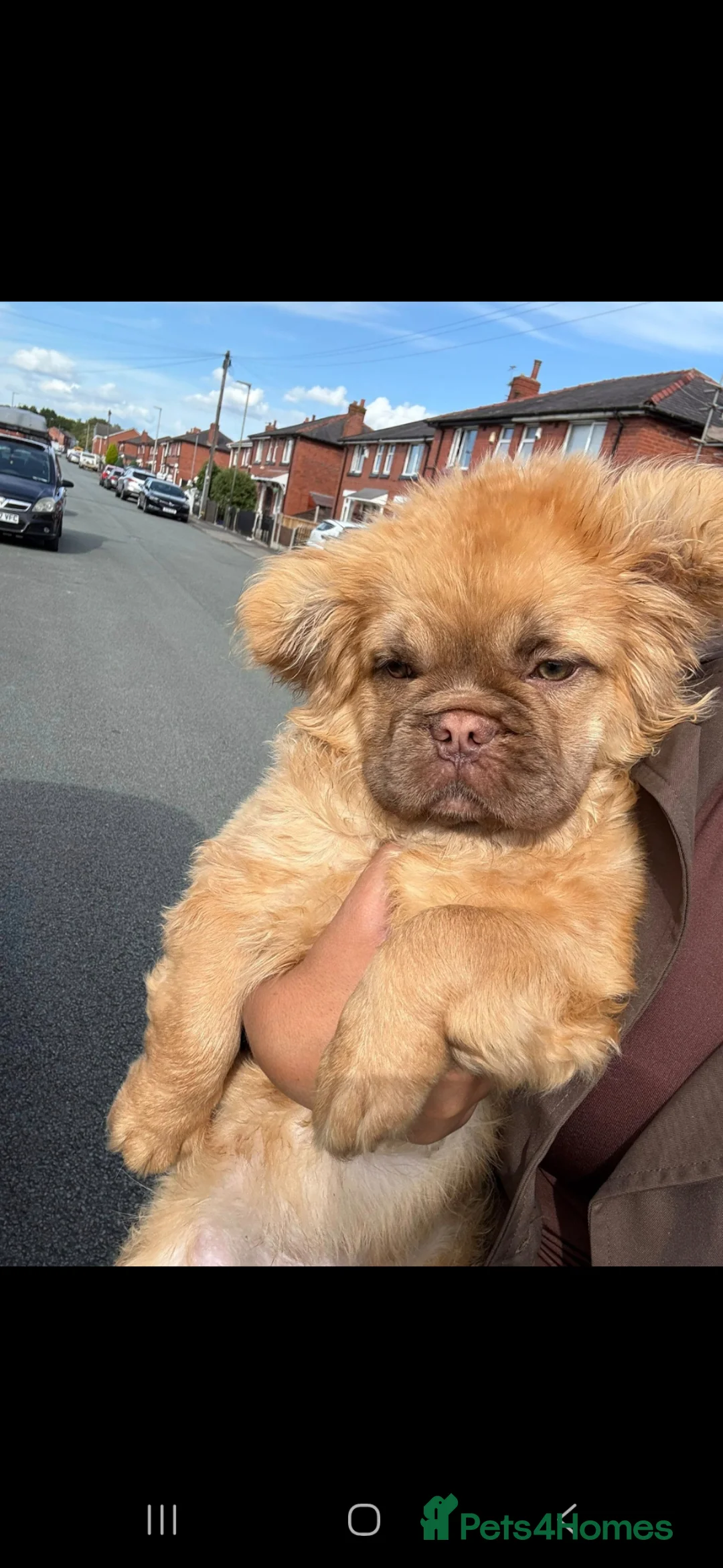 Mixed Breed dogs for sale: Baby bear in Liverpool - Advert 1