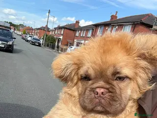 Mixed Breed dogs Baby bear - Advert 1