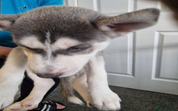 Siberian Husky dogs for sale: 4 lovely husky puppies for sale  - Image 16