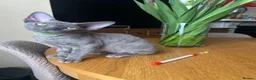 Devon Rex cats for sale: Our beautiful Devon Rex kittens are ready to move  - Advert 16