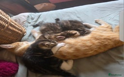 Domestic Shorthair cats for sale: 2 female Domestic Short-hair Tabby cats for sale - Image 2