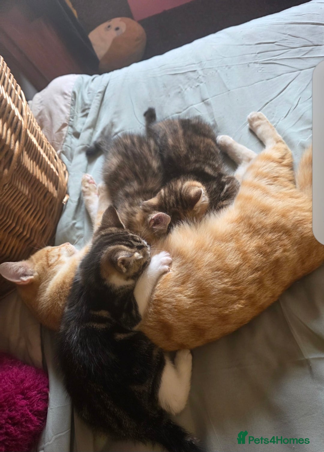 Domestic Shorthair cats for sale: 2 female Domestic Short-hair Tabby cats for sale - Image 2