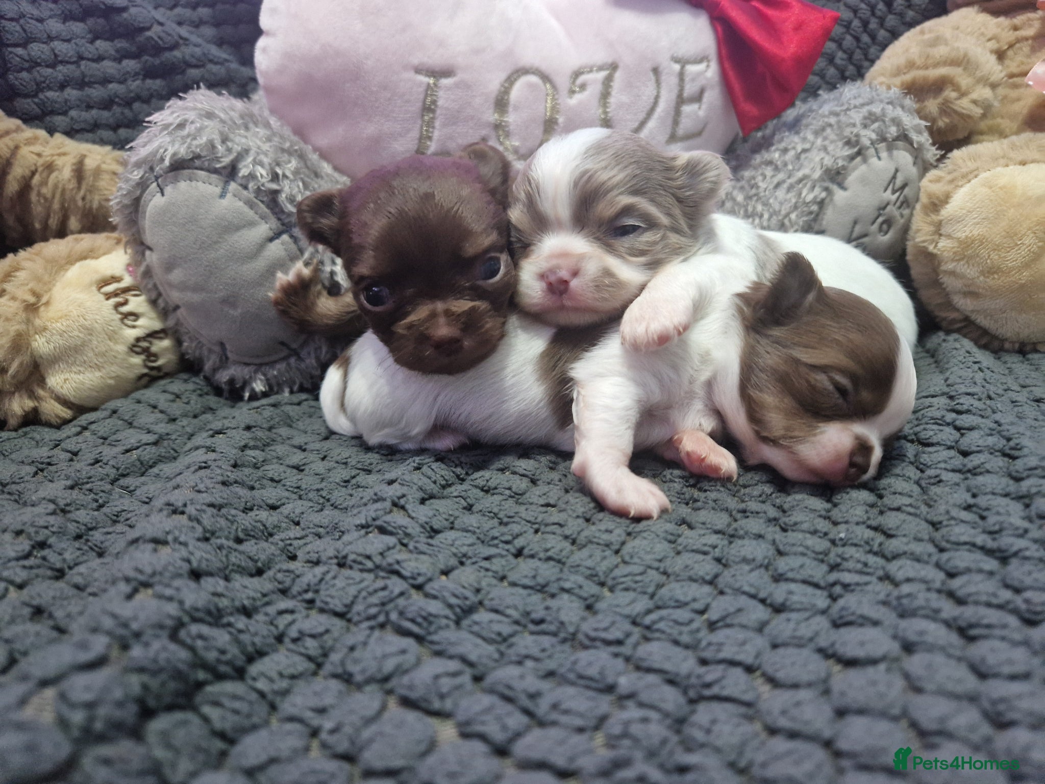 Chihuahua dogs Chihuahua puppies  - Advert 12