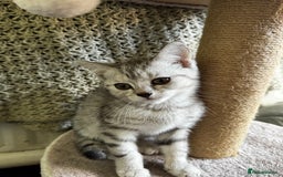 British Shorthair cats for sale: British Shorthair Kittens -Ready for Loving Homes  - Image 12