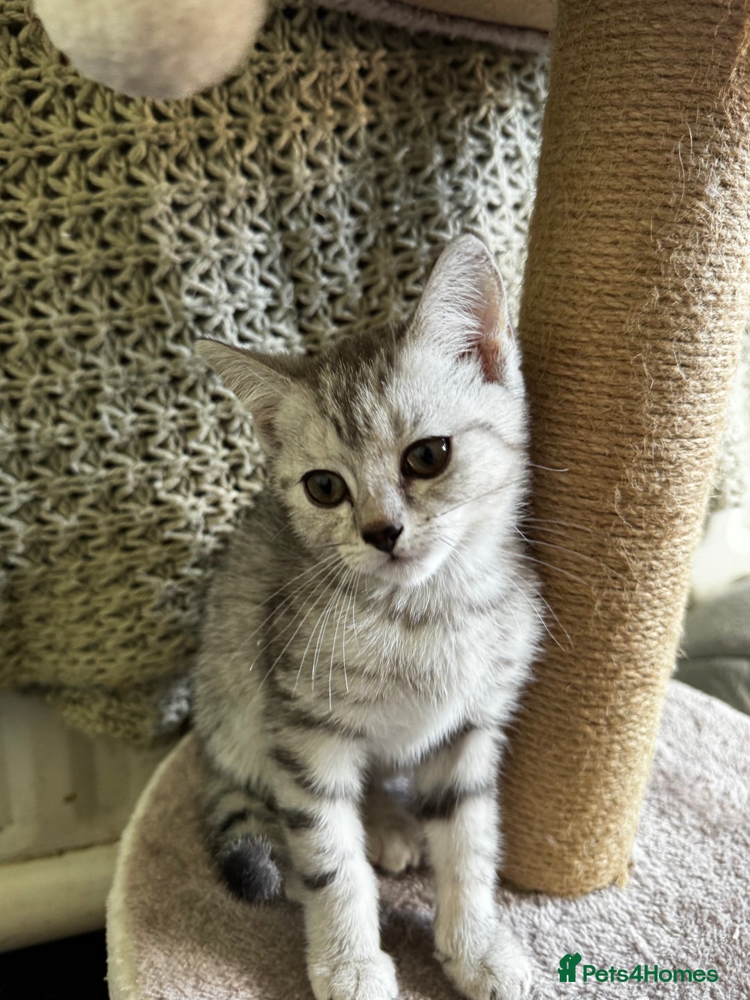 British Shorthair cats for sale: British Shorthair Kittens -Ready for Loving Homes  - Image 12