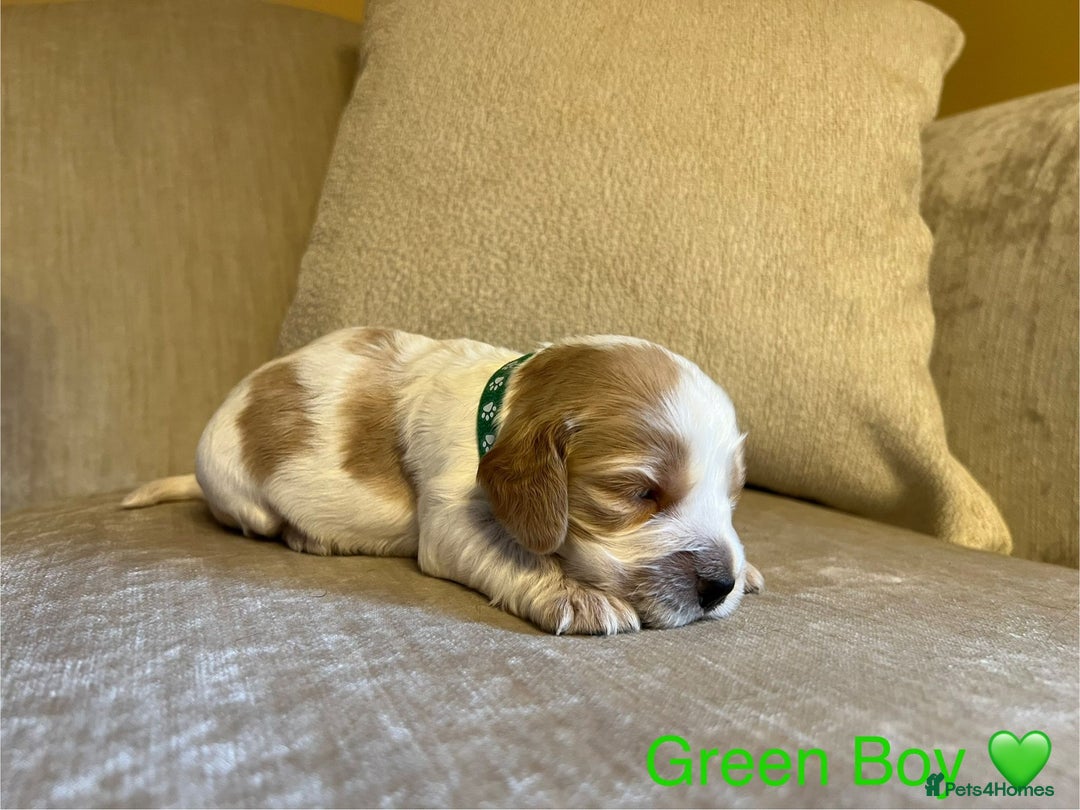Cocker Spaniel dogs for sale: Show Cocker Spaniel Puppies For Sale - Image 4