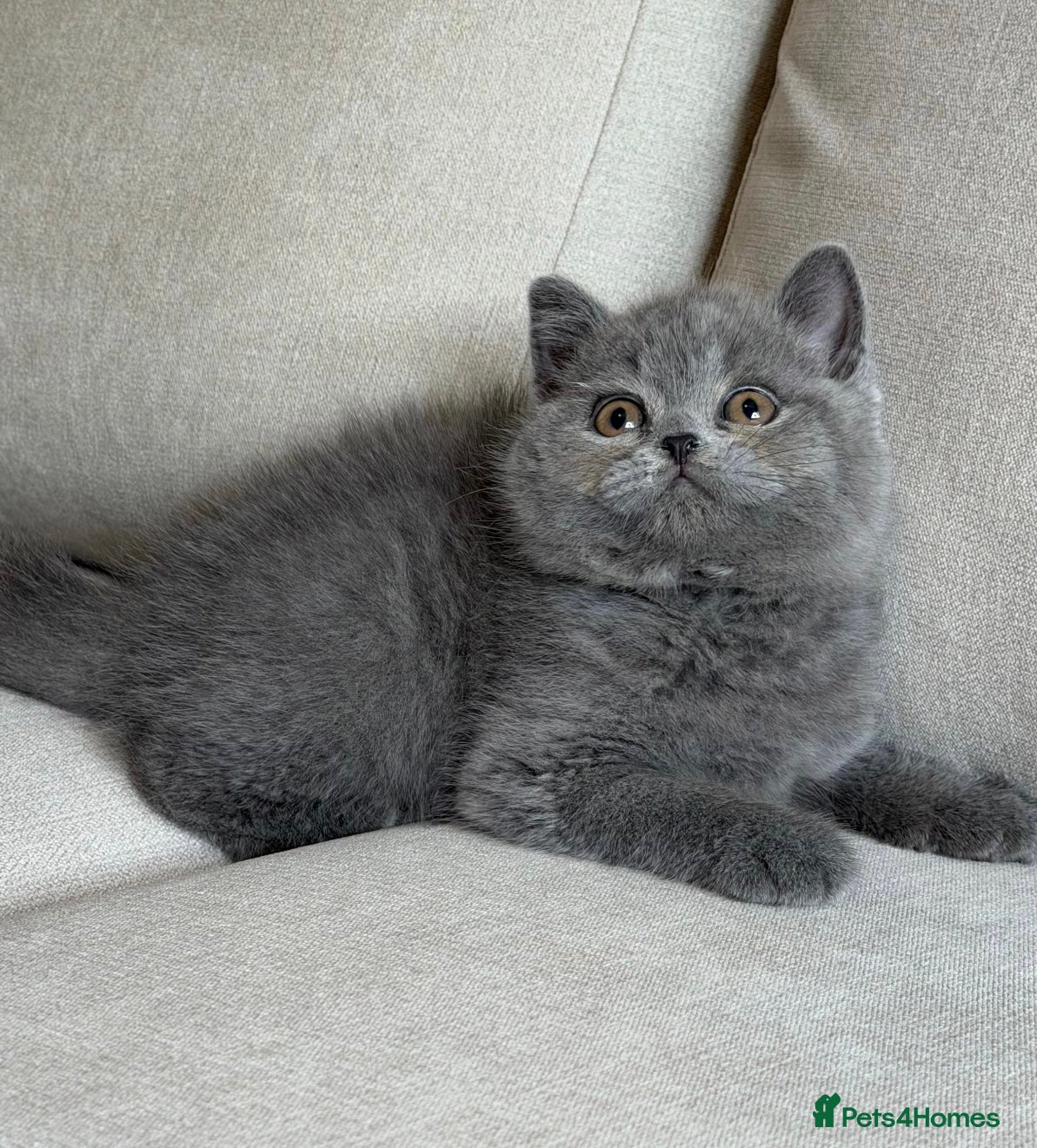 British Shorthair cats for sale: ✨ GCCF BEAUTIFUL KITTENS ✨ - Advert 16