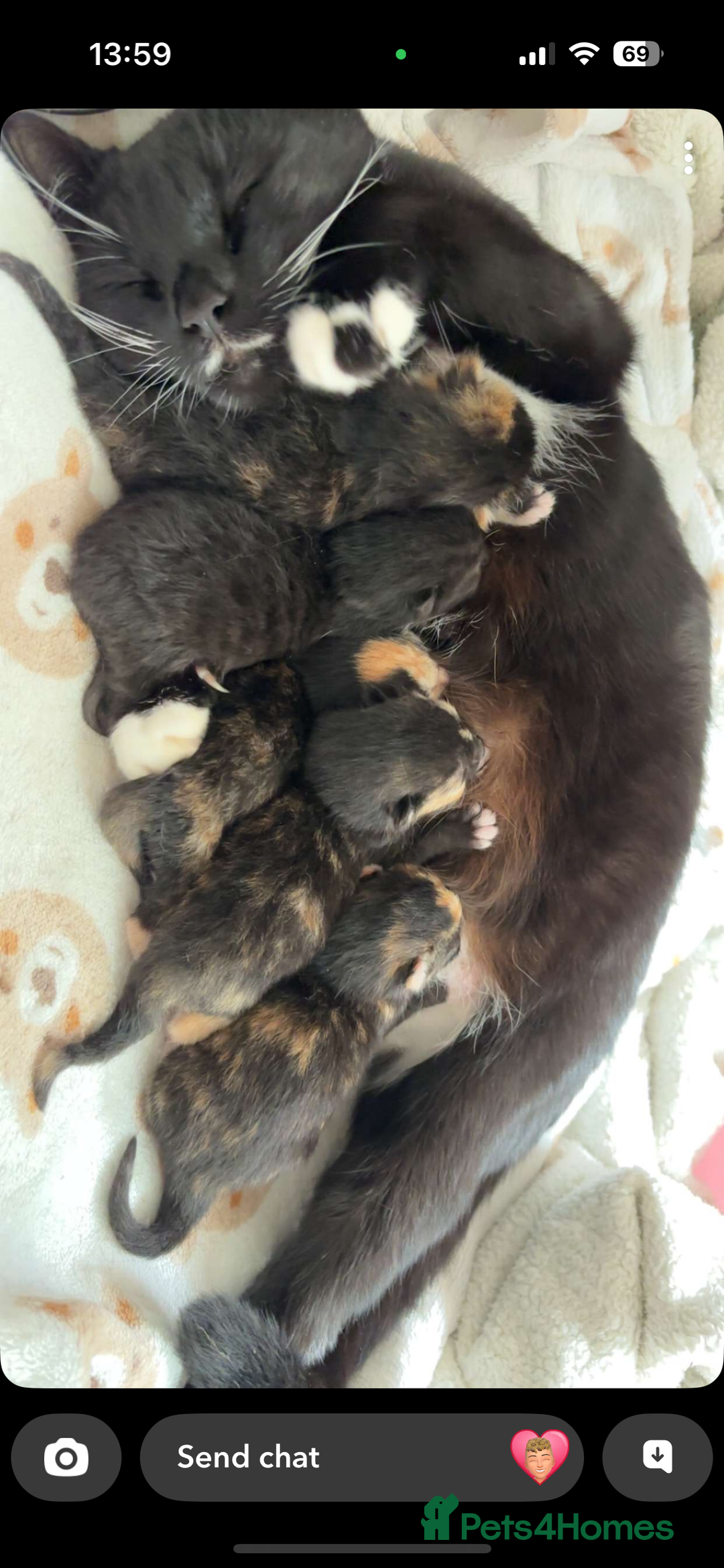 British Shorthair cats for sale: 2 Kittens left for sale! - Image 3