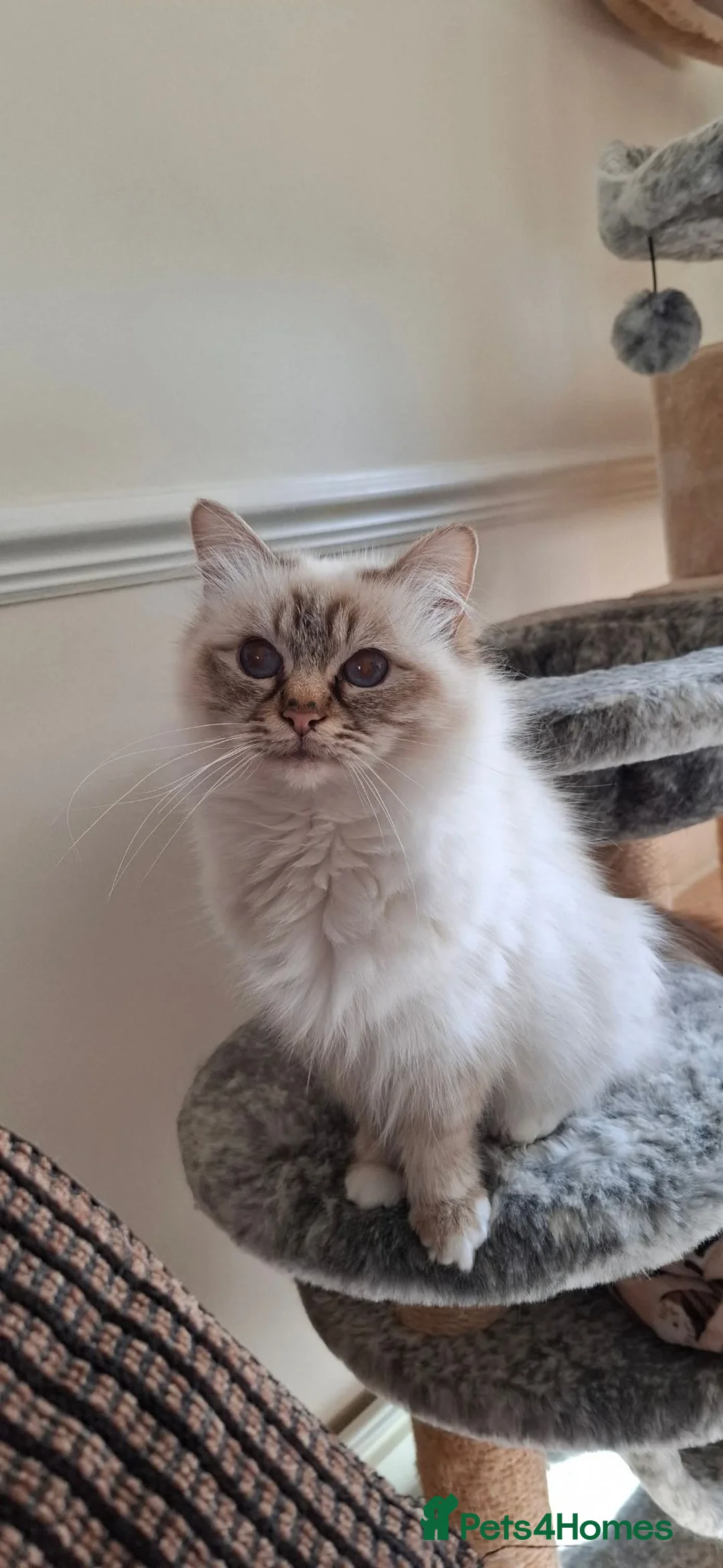 Birman cats for sale: Chocolate tabby female  - Advert 1