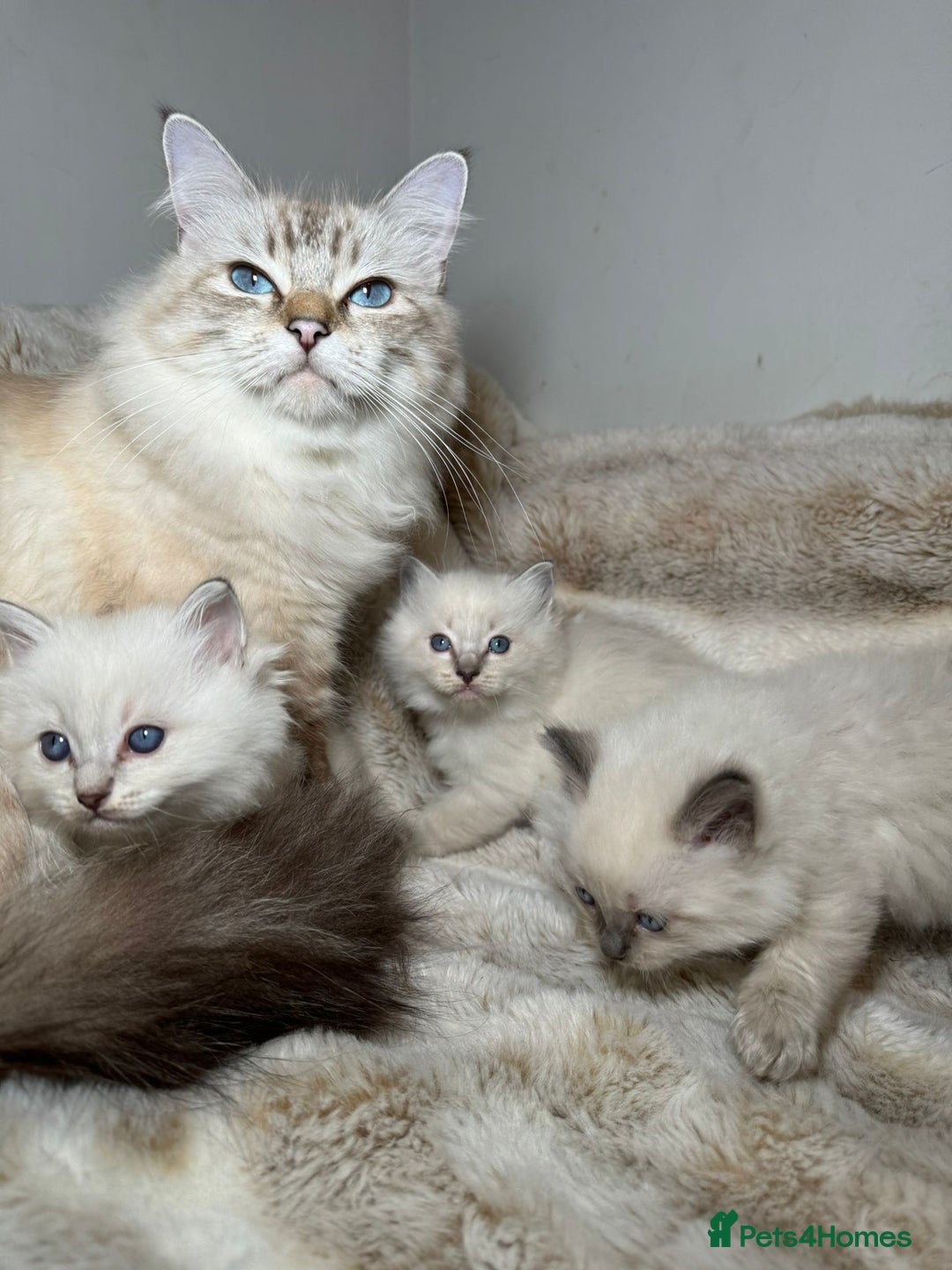 Ragdoll cats for sale: Ragdoll Chunky Boys!  - Advert 5