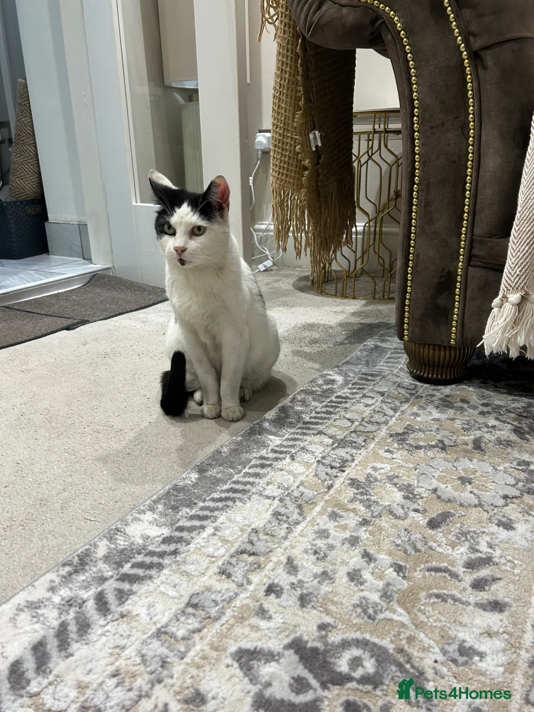 Domestic Shorthair cats for sale: DOMESTIC SHORTHAIR FOR SALE - Advert 2