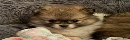 Pomeranian dogs for sale:  Beautiful Pomeranian Girls  - Advert 9
