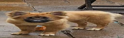Mixed Breed dogs for sale: Malamute/akita  cross  - Advert 12