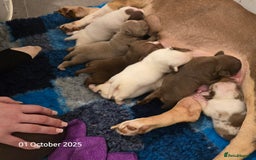 American Bully dogs for sale: Quality pocket/micro bully pups  - Image 2
