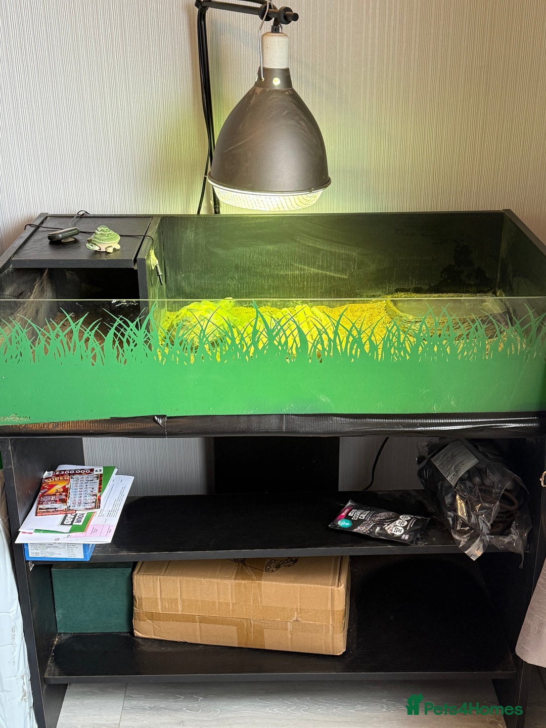 Tortoise reptiles for sale: 2x Female horsefield tortoise   - Image 6