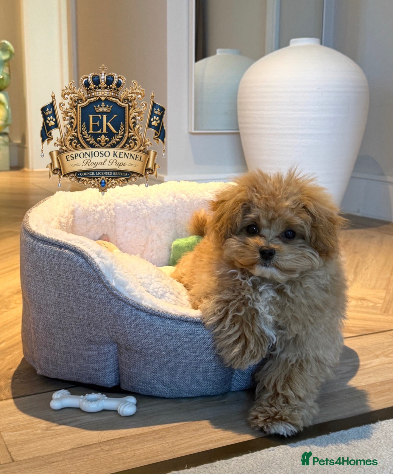 Maltipoo dogs 👑 ESPONJOSO Asian Maltipoo 4⭐ Council Licensed 👑 - Advert 2